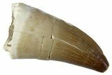 Fossil Mosasaur (Prognathodon) Tooth - Morocco #262833-1